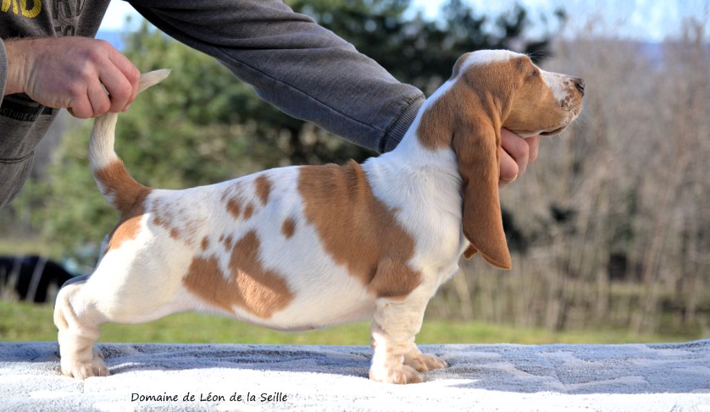 du Domaine De Léon De La Seille - DISPONIBLES CHIOTS BASSETS HOUND SELECTION BEAUTE SANTE CARACTERE 