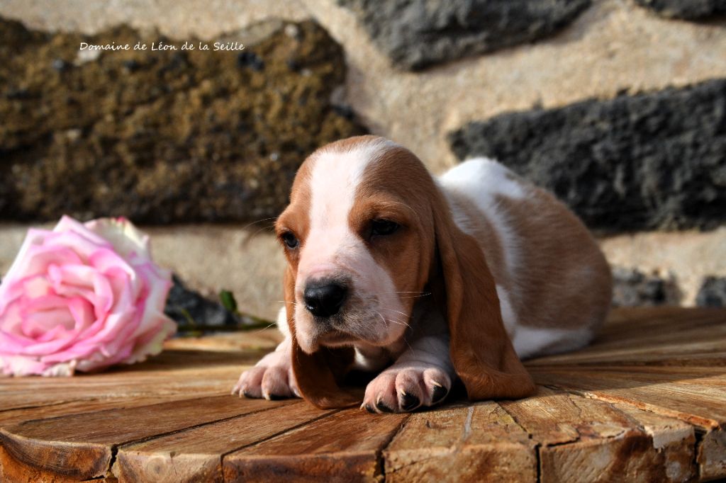 du Domaine De Léon De La Seille - Chiots disponibles - Basset Hound