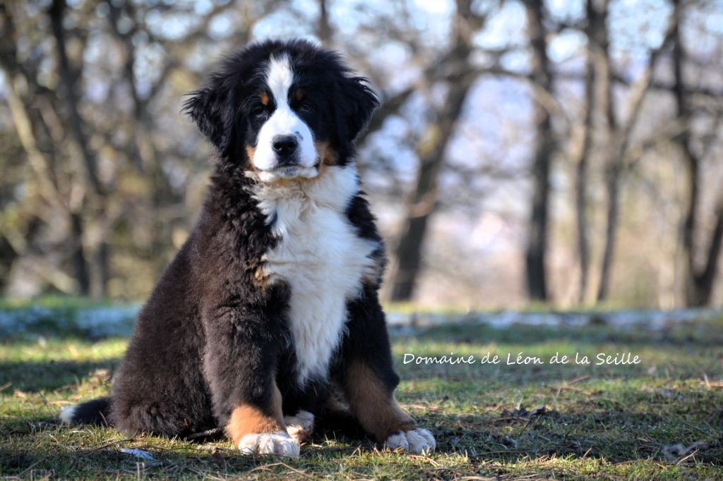 Chiot Bouvier Bernois du Domaine De Léon De La Seille