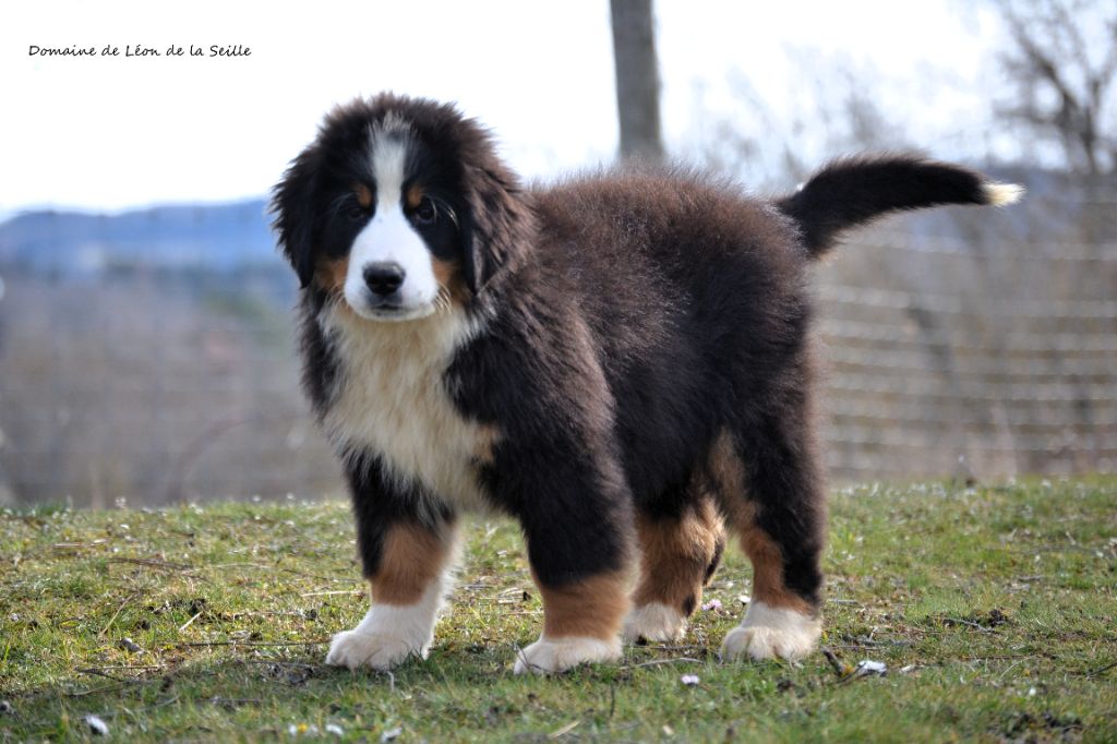 du Domaine De Léon De La Seille - Chiots disponibles - Bouvier Bernois