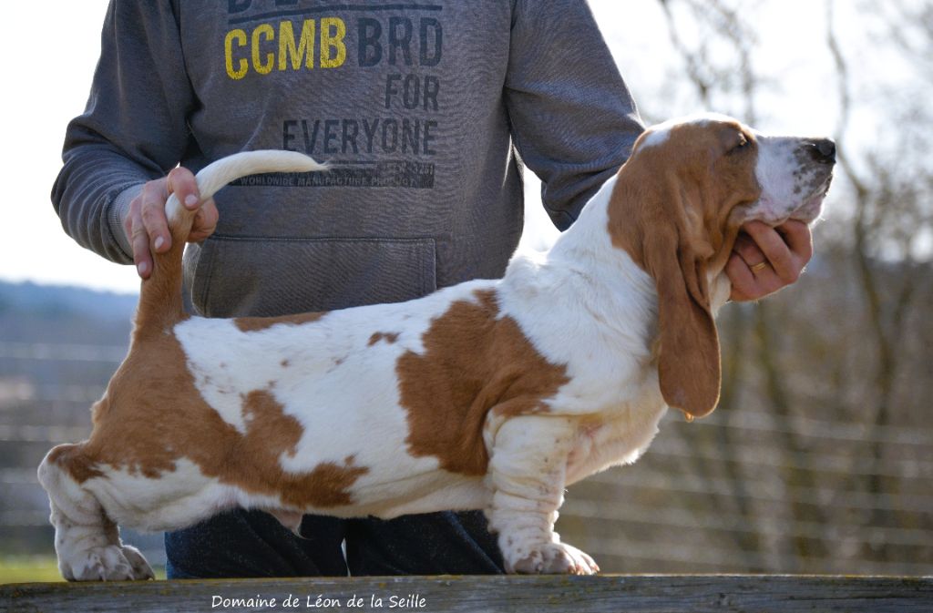 du Domaine De Léon De La Seille - Basset Hound - Portée née le 14/10/2024