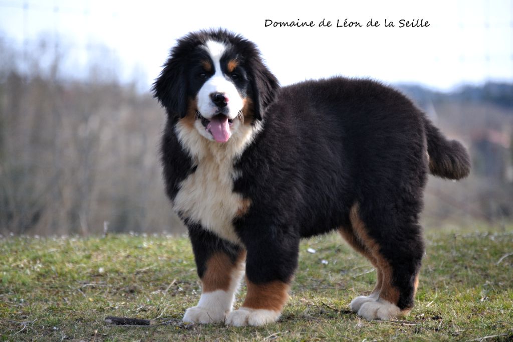 Chiot Bouvier Bernois du Domaine De Léon De La Seille