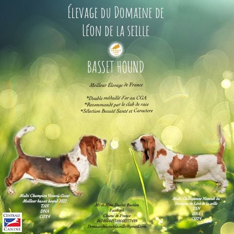 du Domaine De Léon De La Seille - Basset Hound - Portée née le 17/01/2025