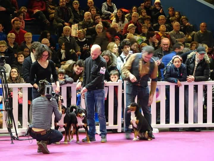 du Drakkar d'Odin - Salon de l'agriculture 2018