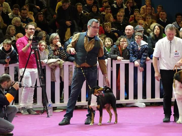 du Drakkar d'Odin - Salon de l'agriculture 2019