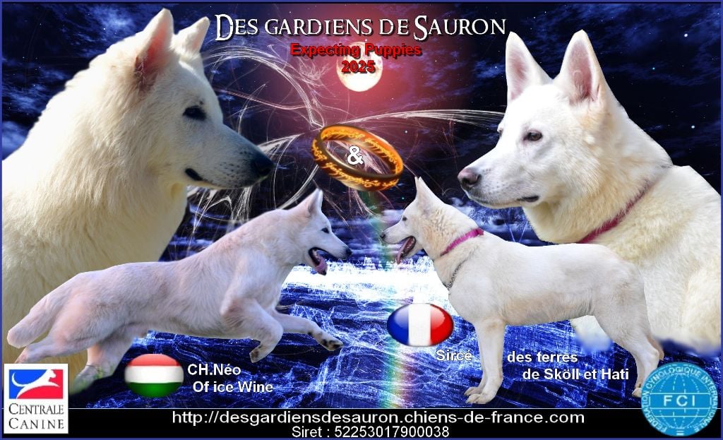 Des Gardiens De Sauron - Chiots à naître début décembre 2024 