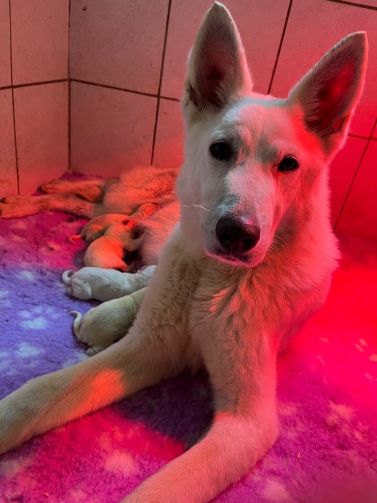 Des Gardiens De Sauron - Berger Blanc Suisse - Portée née le 04/12/2024