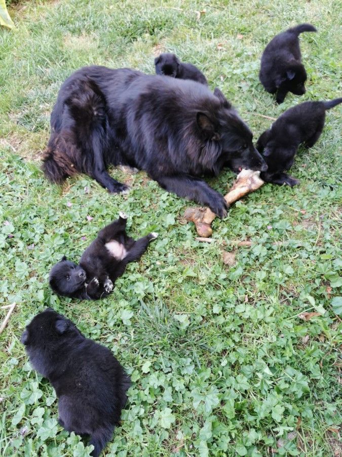 des sablières de cadeuil - Chiots disponibles - Berger Belge