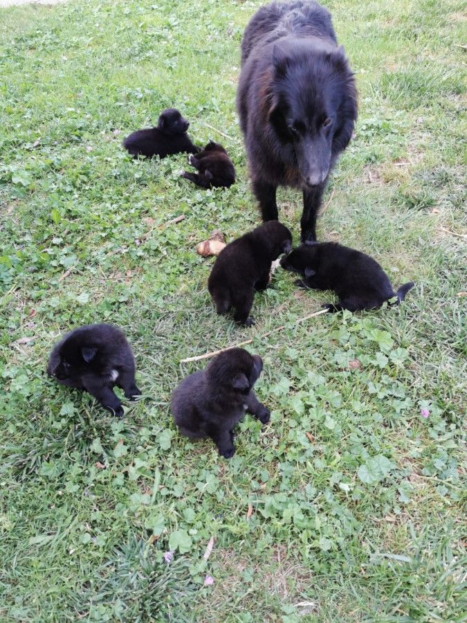 des sablières de cadeuil - Chiots disponibles - Berger Belge