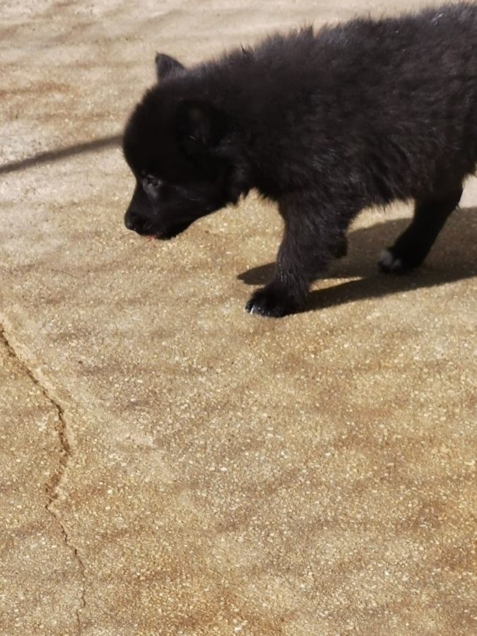 des sablières de cadeuil - Chiots disponibles - Berger Belge