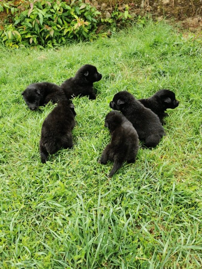 des sablières de cadeuil - Chiots disponibles - Berger Belge