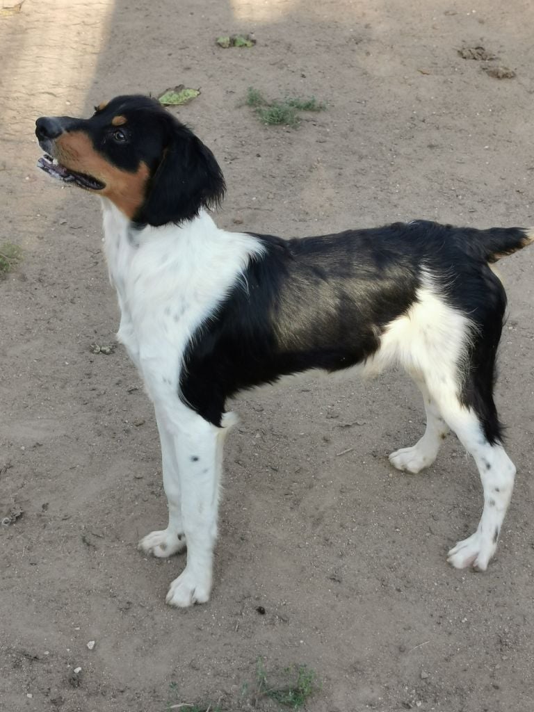 des sablières de cadeuil - Chiots disponibles - Epagneul Breton