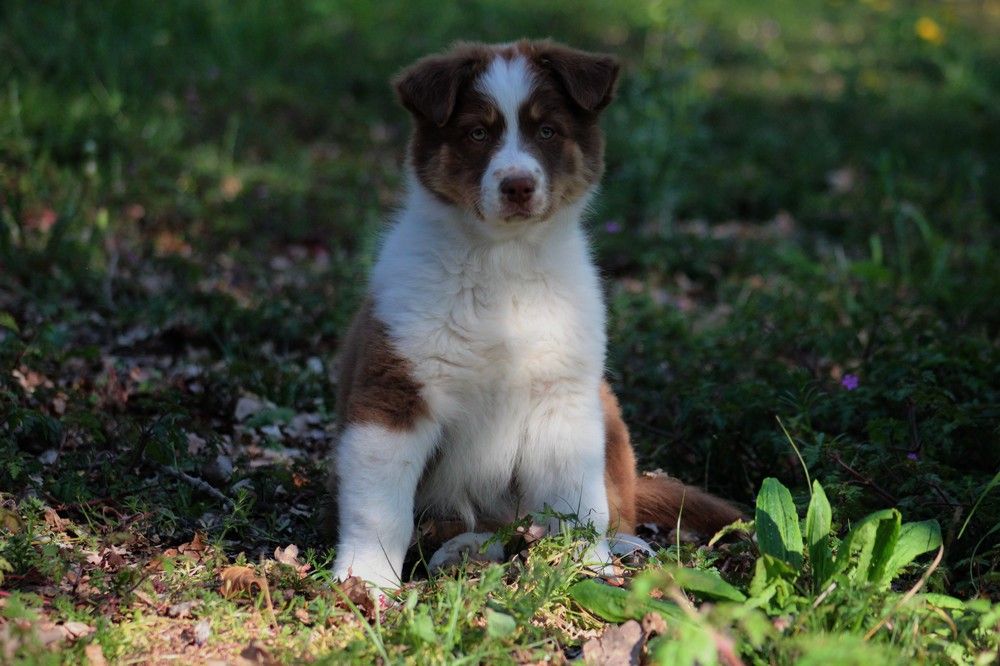 Chiot Berger Australien Of Low Highland