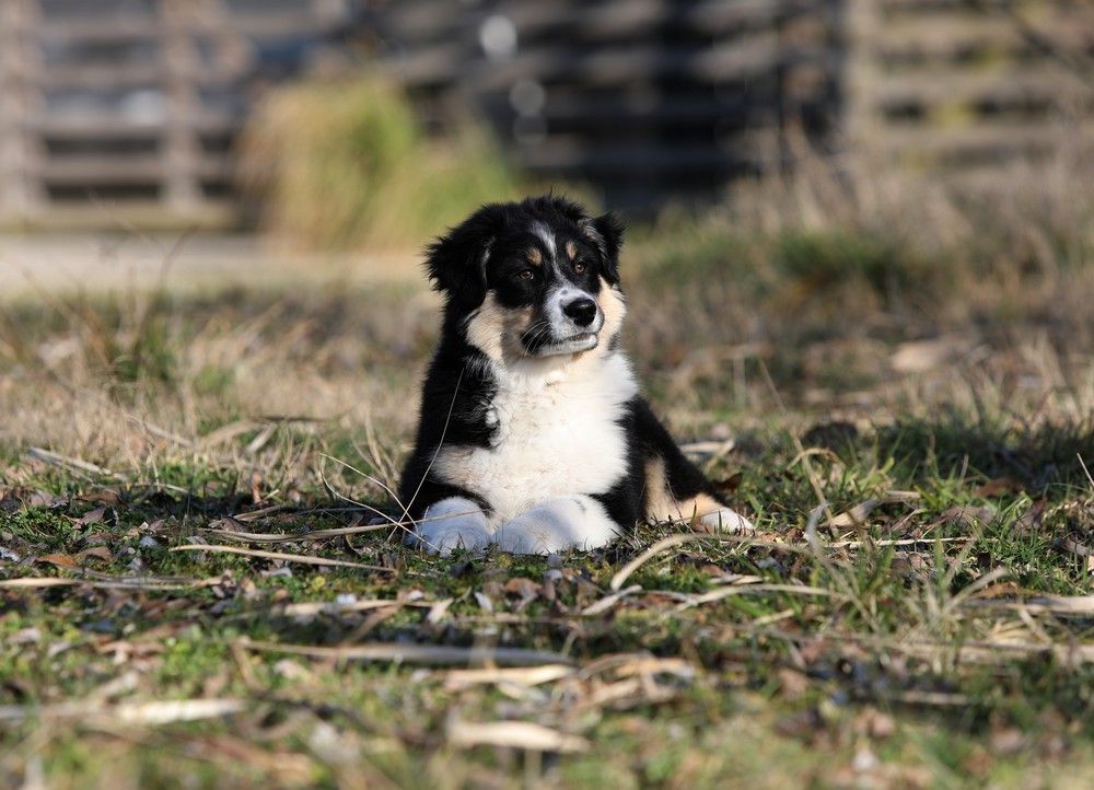 Of Low Highland - Chiots disponibles - Berger Australien