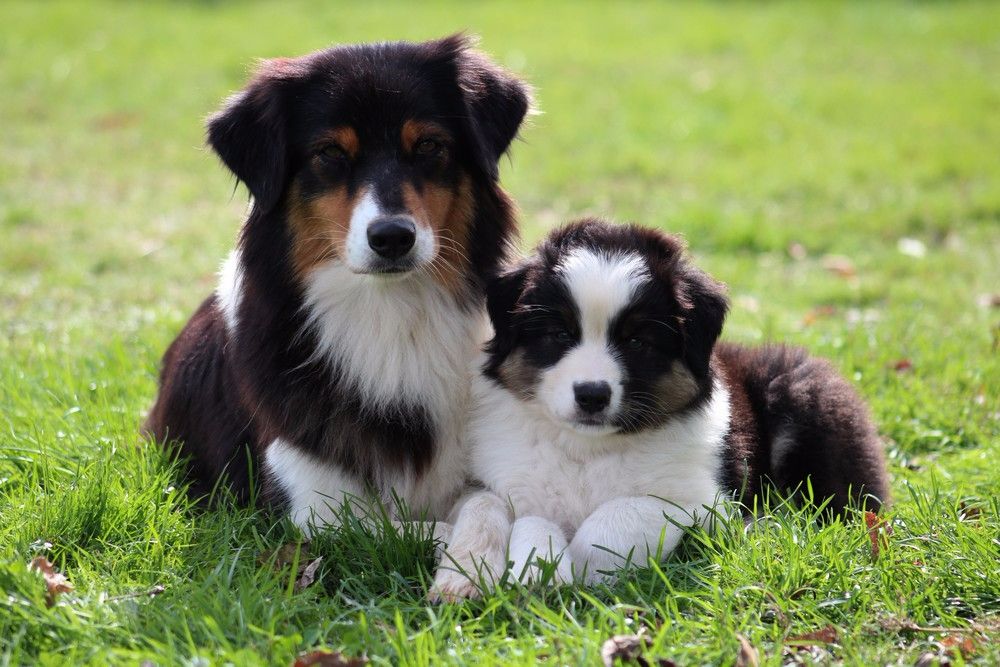 Chiot Berger Australien Of Low Highland