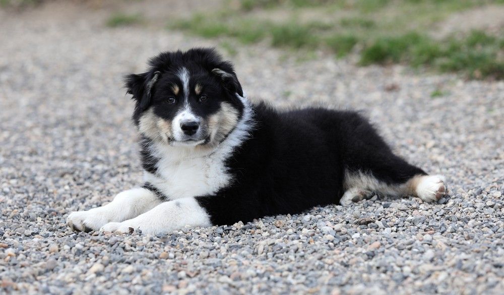 Of Low Highland - Chiots disponibles - Berger Australien