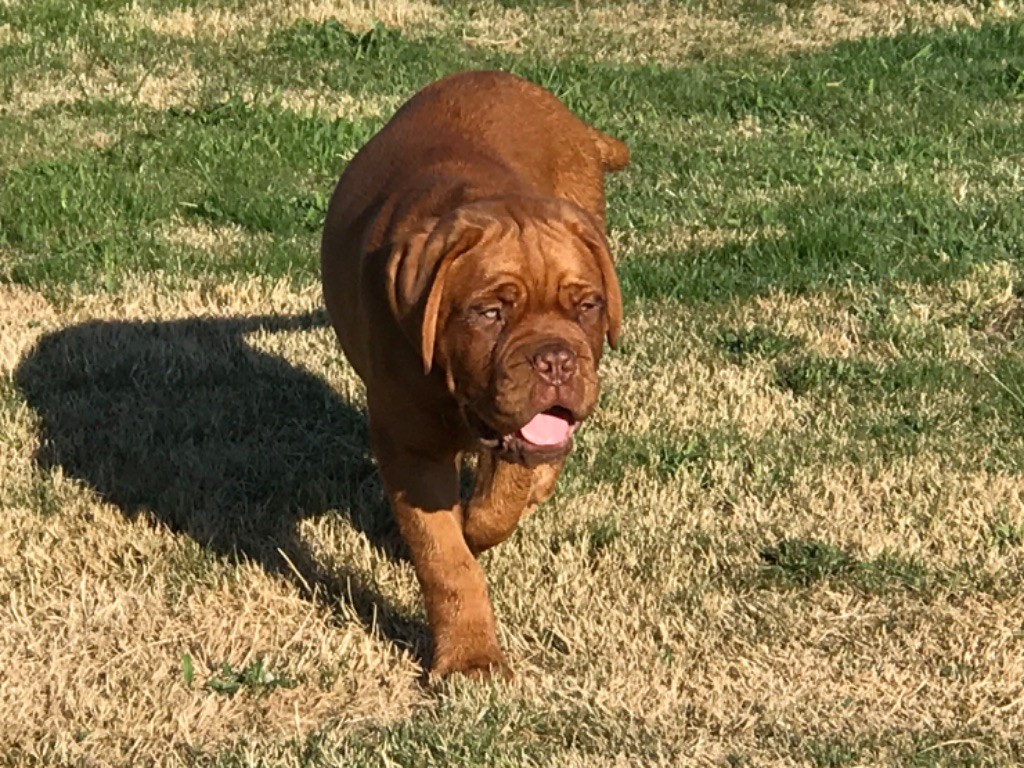 Du Charme Berronais - Dogue de Bordeaux - Portée née le 26/04/2019