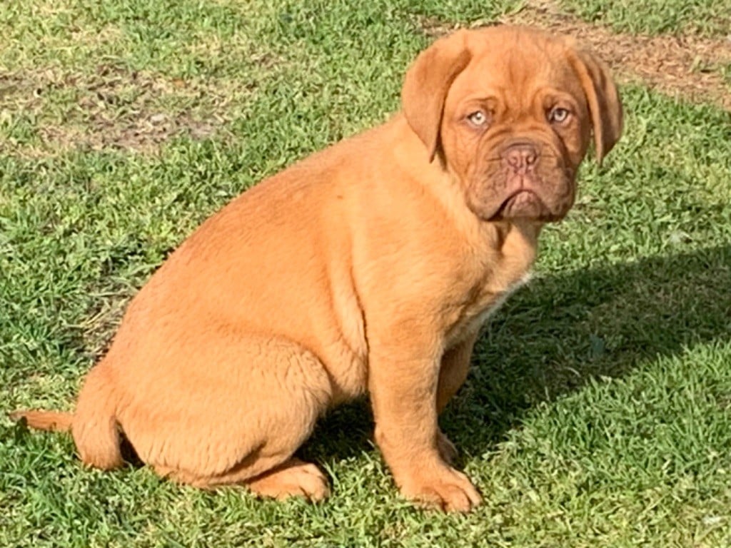 Du Charme Berronais - Chiots disponibles - Dogue de Bordeaux