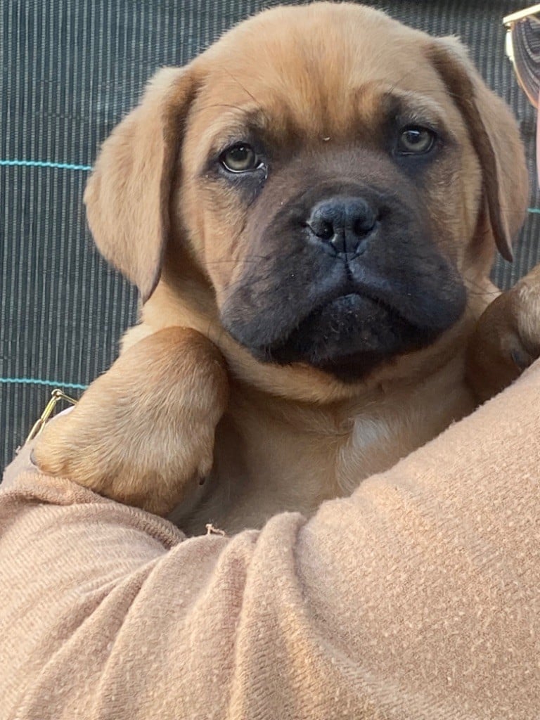 Du Charme Berronais - Chiots disponibles - Dogue de Bordeaux