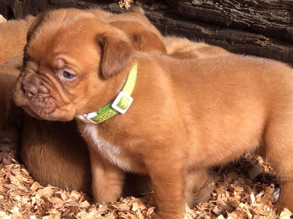 Du Charme Berronais - Chiots disponibles - Dogue de Bordeaux