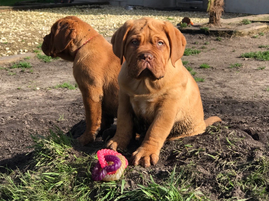 Du Charme Berronais - Dogue de Bordeaux - Portée née le 11/11/2019