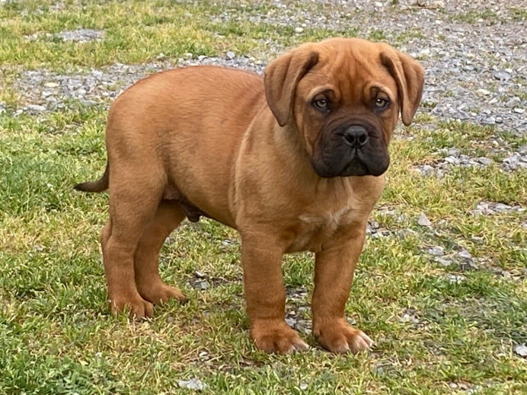 Du Charme Berronais - Chiots disponibles - Dogue de Bordeaux