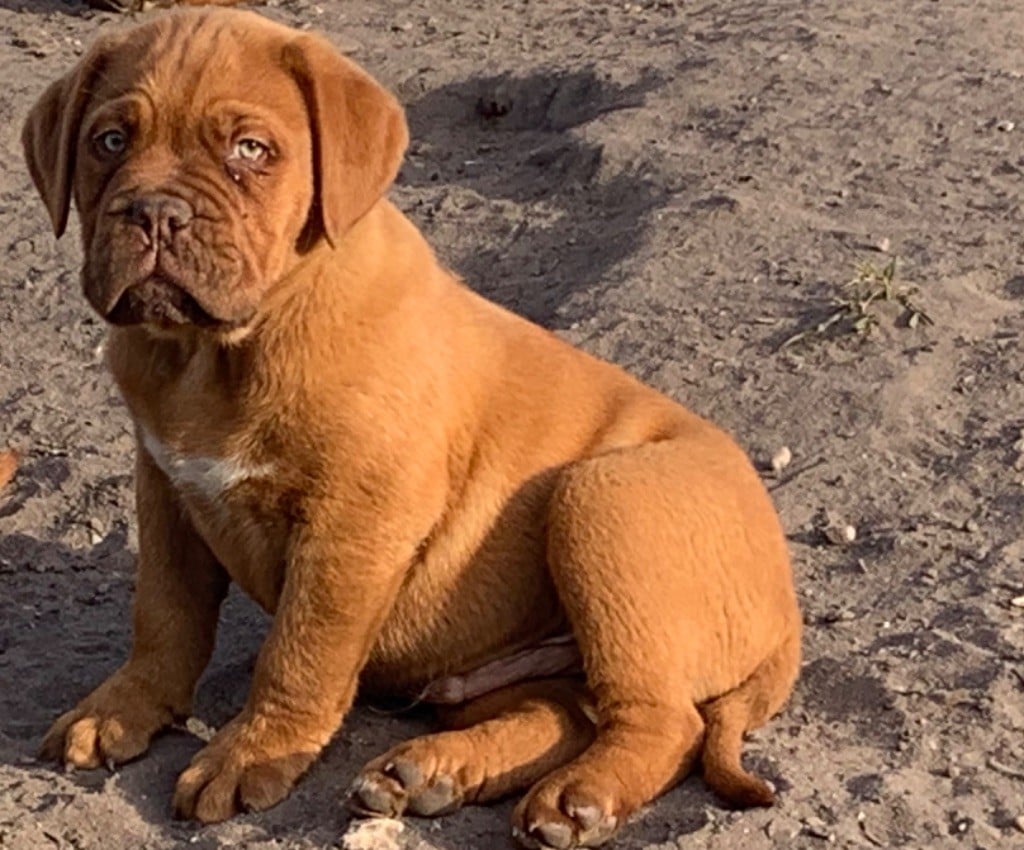 Du Charme Berronais - Chiots disponibles - Dogue de Bordeaux