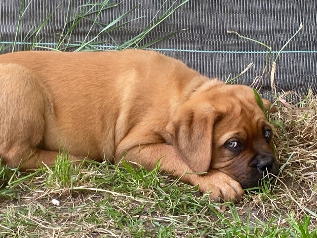 Du Charme Berronais - Chiots disponibles - Dogue de Bordeaux