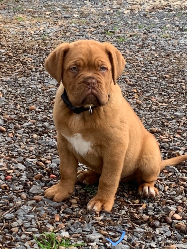 Du Charme Berronais - Dogue de Bordeaux - Portée née le 28/10/2022