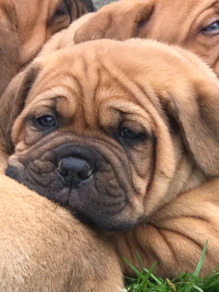 Du Charme Berronais - Dogue de Bordeaux - Portée née le 09/02/2021