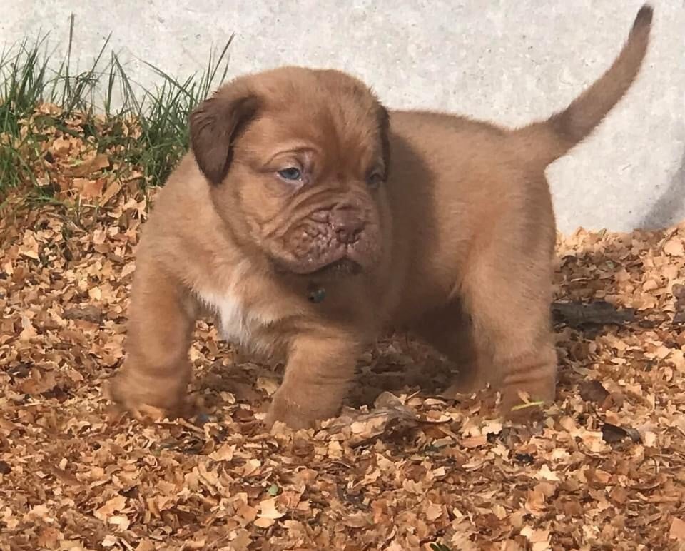 Du Charme Berronais - Chiots disponibles - Dogue de Bordeaux