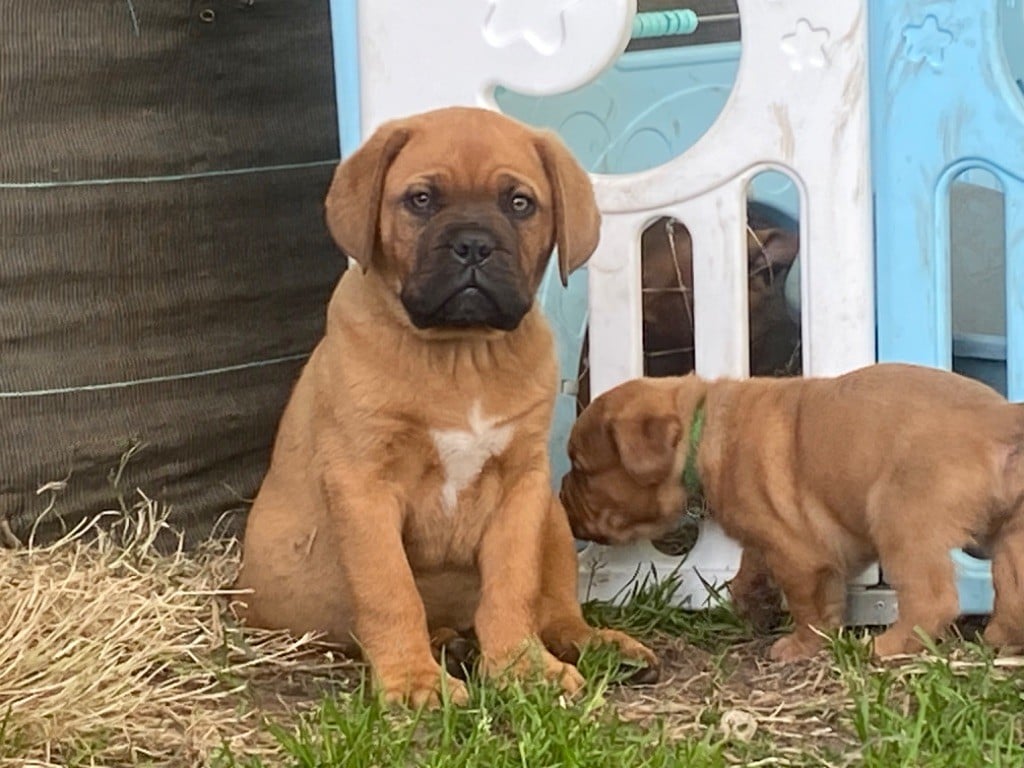 Du Charme Berronais - Chiots disponibles - Dogue de Bordeaux