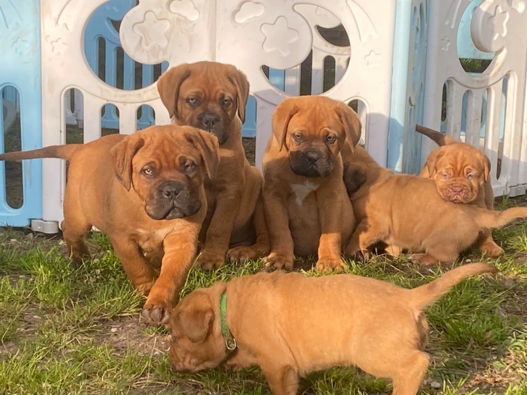 Du Charme Berronais - Dogue de Bordeaux - Portée née le 16/02/2024