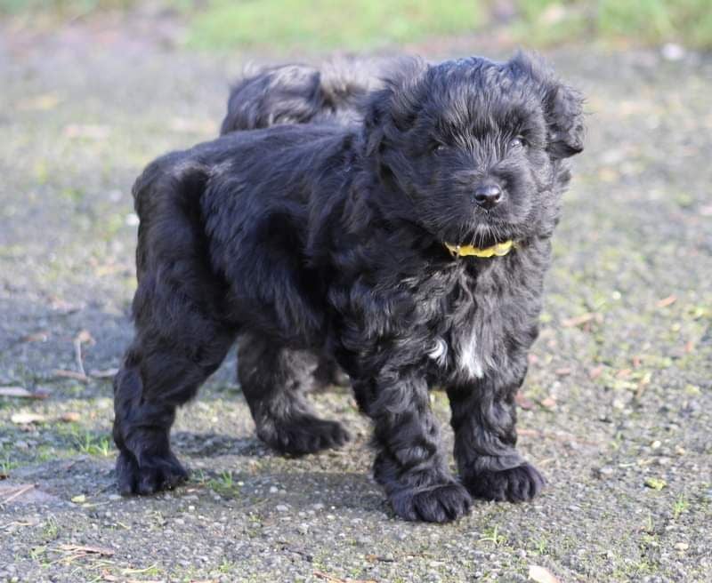 Male disponible à l'élevage du moulin D'ébène 