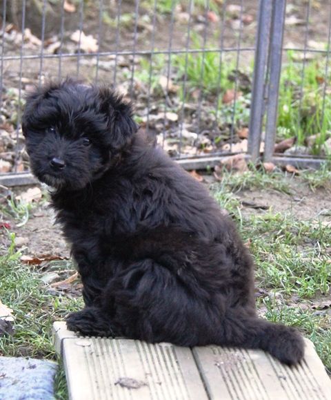 De La Cabénère De L'Estaou - Chiots disponibles - Berger des Pyrenees à poil long