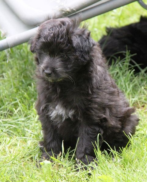 De La Cabénère De L'Estaou - Chiots disponibles - Berger des Pyrenees à poil long