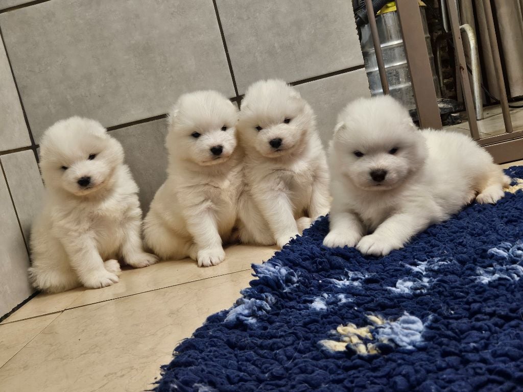 Chiot Samoyède du chemin de la belle etoile