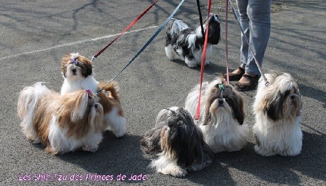 Des Princes De Jade - Nationale d'élevage 2015 - Montluçon