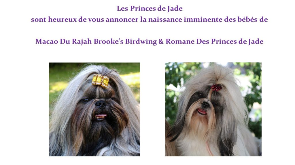 Des Princes De Jade - Naissances imminentes