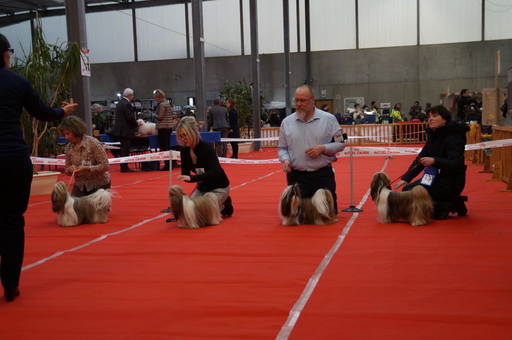 Des Princes De Jade - 3 mars 2018 - Exposition canine de Flixecourt CACS, spéciale de race