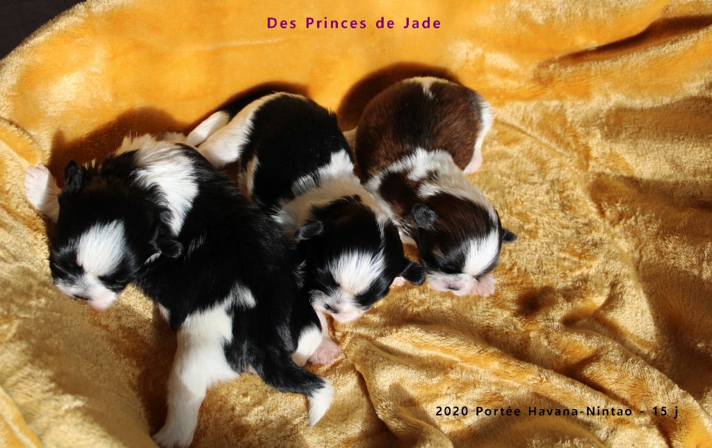 Des Princes De Jade - 2020 Portée Havana - Nintao