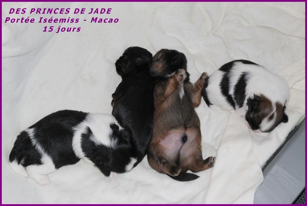 Des Princes De Jade - 1er février 2018 - Les bébés de Isée-miss ont ouvert les yeux