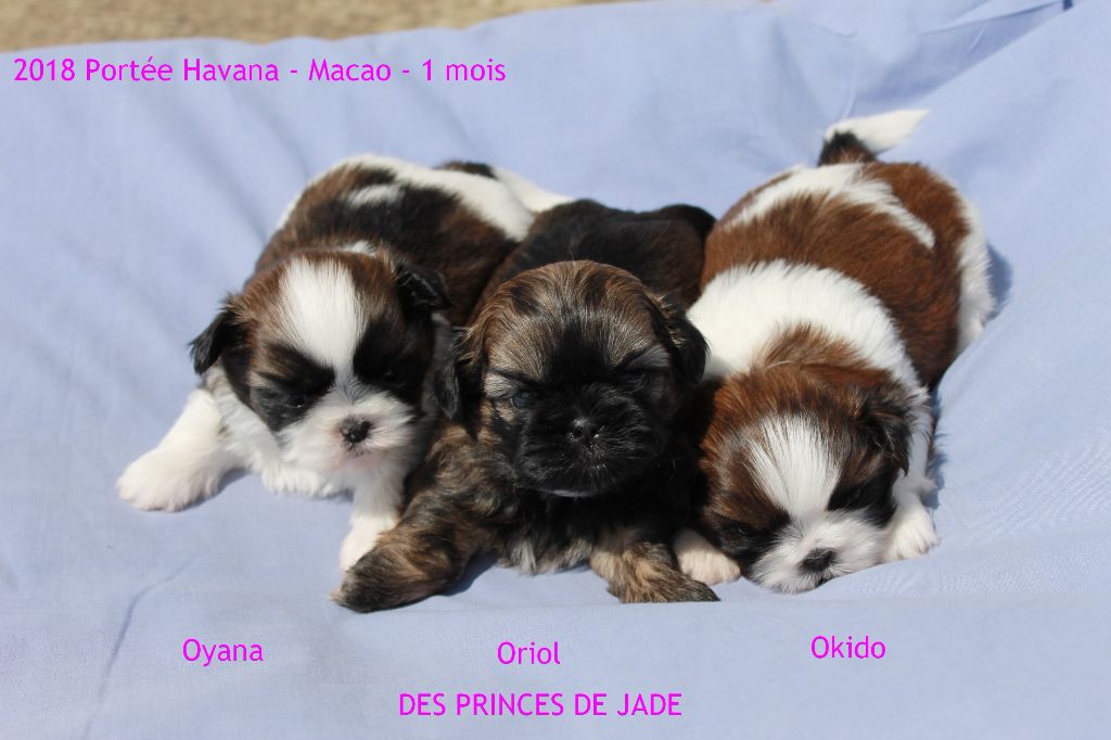 Des Princes De Jade - 1ère sortie pour les bébés de Havana