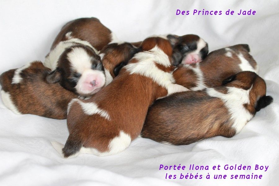 Des Princes De Jade - les bébés de Iséemiss (Ilona) enfin visibles !! 