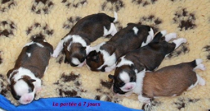 Des Princes De Jade - Les bébés ont 7 jours