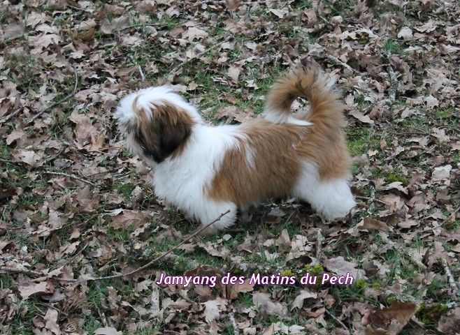 Des Princes De Jade - La fille de Golden Boy