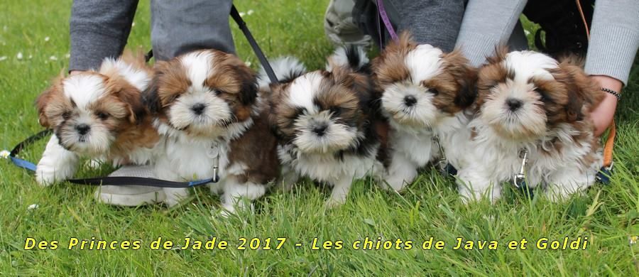 Des Princes De Jade - Shih Tzu - Portée née le 20/02/2017