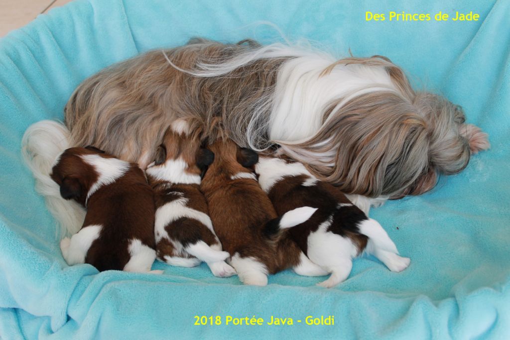 Des Princes De Jade - Shih Tzu - Portée née le 09/08/2018