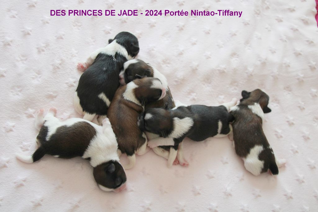 Des Princes De Jade - Shih Tzu - Portée née le 28/07/2024