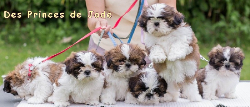 Des Princes De Jade - Shih Tzu - Portée née le 20/04/2016